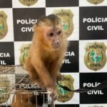 Polícia Civil captura homem em flagrante por maus-tratos a animais e por mantê-los em cativeiro na Capital