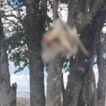 Crueldade: galo é encontrado pendurado em árvore com faca cravada na zona rural de Quixeramobim QUIXERAMOBIM