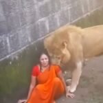 Mulher cai em jaula de leões durante visita a zoológico na Índia e é resgatada sem ferimentos