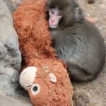 Filhote de macaco abandonado emociona ao se apegar a “mãe” de pelúcia e vira sensação no Japão TEMA LIVRE