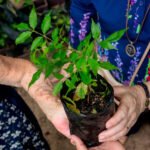 Festa Anual das Árvores 2026 promove consciência ambiental e ações sustentáveis