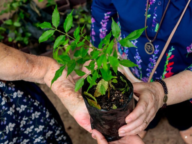 Festa Anual das Árvores 2026 promove consciência ambiental e ações sustentáveis