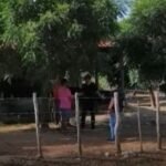 Homem é preso em Quixeramobim por ameaçar decepar as mãos da própria irmã com foice PLANTÃO POLICIAL