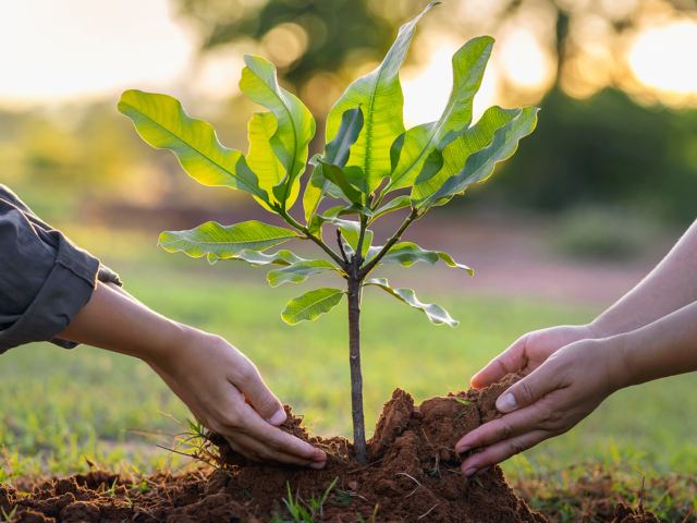 Quixeramobim lança projeto “Menos 3ºC” e vai distribuir 5 mil mudas para ampliar a arborização da cidade