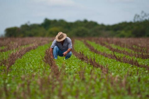 Dia do Agricultor: a força do campo que impulsiona Quixeramobim e garante alimento na mesa dos brasileiros