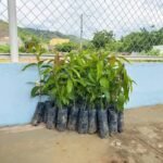 Quixeramobim já distribuiu mais de 3.800 mudas frutíferas em 2026