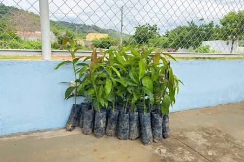 Quixeramobim já distribuiu mais de 3.800 mudas frutíferas em 2026