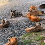 Presença de cães em bandos nas ruas gera alerta entre moradores de Quixeramobim