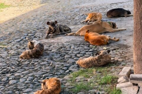 Presença de cães em bandos nas ruas gera alerta entre moradores de Quixeramobim