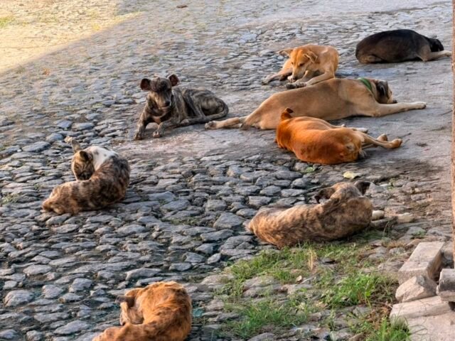 Presença de cães em bandos nas ruas gera alerta entre moradores de Quixeramobim