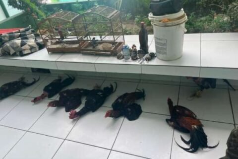 PMCE aplica multa de R$ 16 mil, resgata galos com sinais de maus-tratos e aves silvestres presas em cativeiro